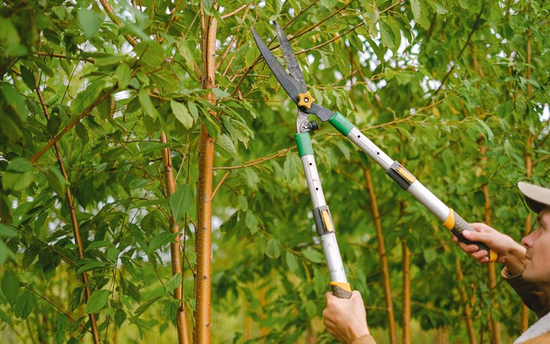 Tree trimming in Meadowlands, MN