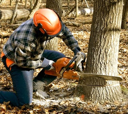 Tree Removal in Meadowlands, MN